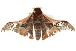 Image of Holocerina smilax (Westwood 1849)