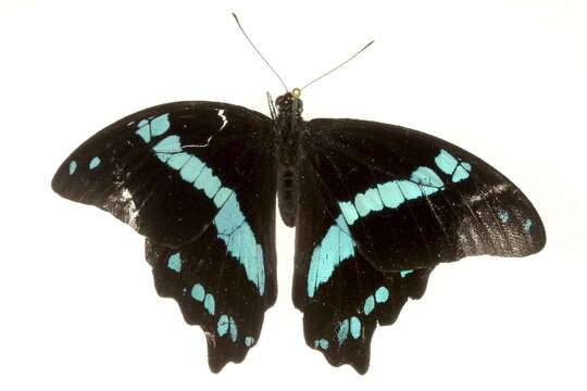 Image of greenbanded swallowtail