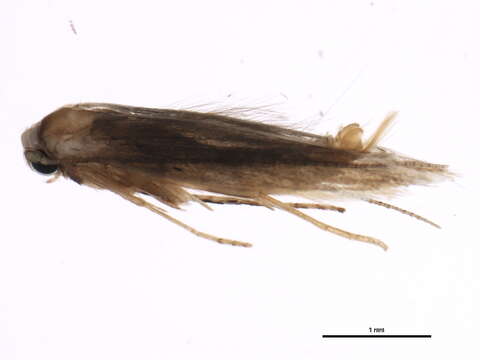 Image of Ermine Moths and kin