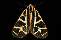 Image of Grammia placentia Smith 1797