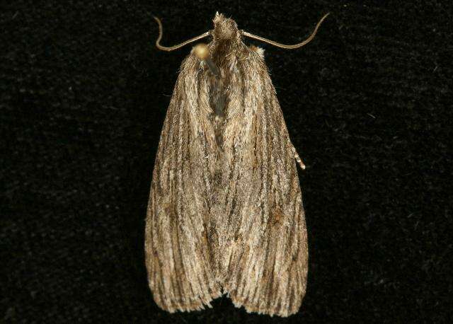 Acronicta lithospila Grote 1874的圖片