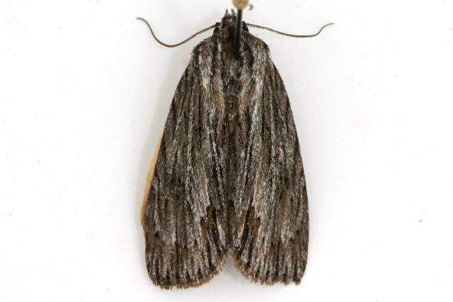 Acronicta lithospila Grote 1874的圖片