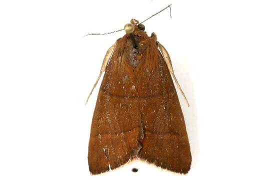 Image of Woodland Chocolate Moth