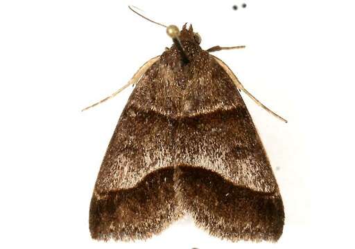 Image of Woodland Chocolate Moth