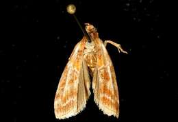 Image of Webbing Coneworm Moth