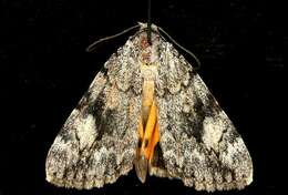 Image of Girlfriend Underwing