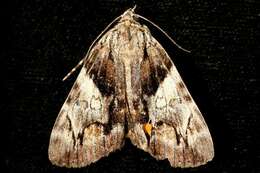 Image of Charming Underwing