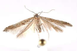 Image of Epermenioidea