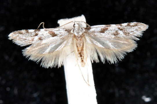 Image of Oxythecta loxomochla Turner 1940