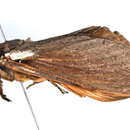 Image of Abantiades latipennis Tindale 1932