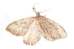 Image of <i>Epyaxa metoporina</i>