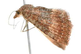 Image of <i>Epyaxa metoporina</i>