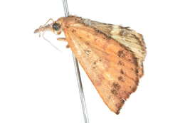 Image of Rhodina falculalis Guenée 1854