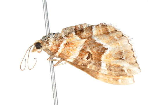 Image of <i>Chrysolarentia interruptata</i>