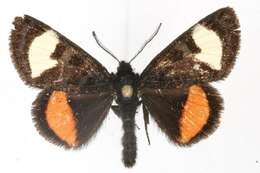 Imagem de Psychomorpha epimenis Drury 1780