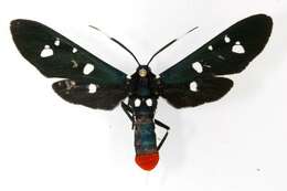 Image of Oleander Moth