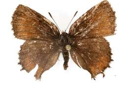 Imagem de <i>Callophrys henrici</i>