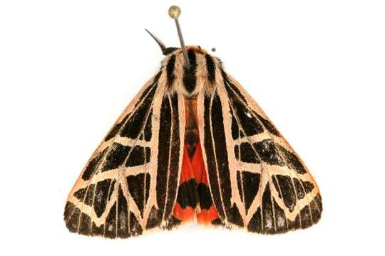 Image of Phyllira Tiger Moth