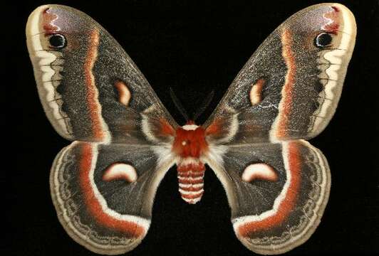 Image of Cecropia Moth