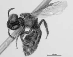 <i>Lasioglossum carlinvillense</i> resmi