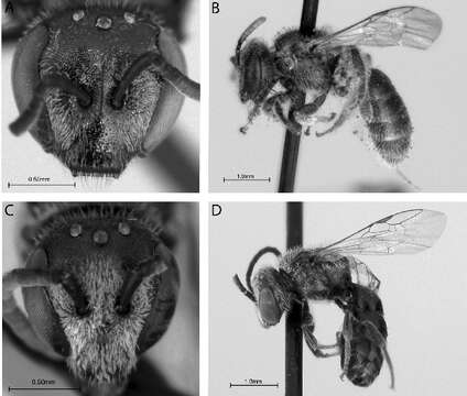 Image of <i>Lasioglossum lepidii</i>