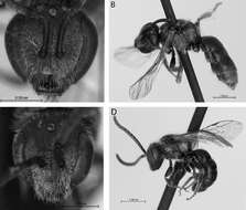 <i>Lasioglossum puteulanum</i>的圖片