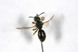 Image de Lasioglossum quebecense (Crawford 1907)