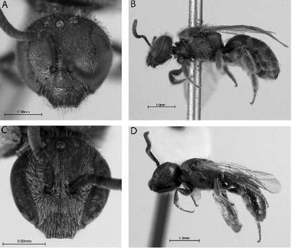 Image of Lasioglossum tegulare (Robertson 1890)