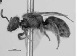 Image of Lasioglossum tegulare (Robertson 1890)