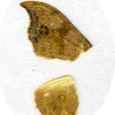 Image of <i>Sabra harpagula olivacea</i> Inoue 1958