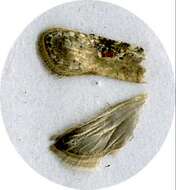 Image of Poison Hemlock Moth