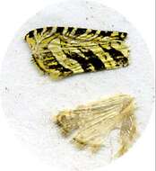 Image of Auratonota dispersa Brown 1990