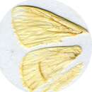 Image of Strigivenifera venata Aurivillius 1895