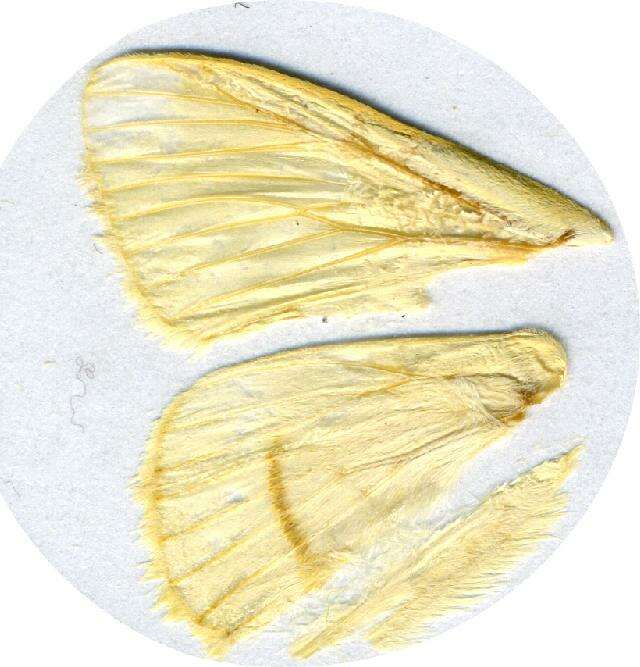 Image of Strigivenifera venata Aurivillius 1895