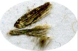 Image of <i>Ethmiopsis tegulifera</i>