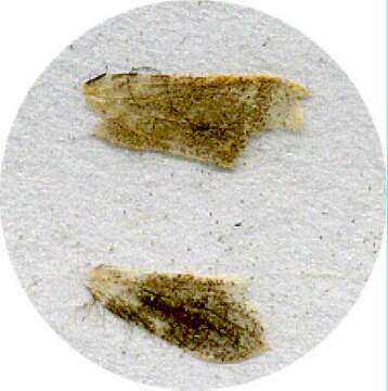 Image of Palaeosetidae