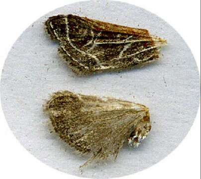 Image of Fulvous-edged Pyrausta Moth