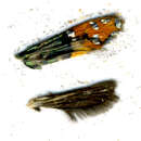 Image of <i>Lepidotarphius perornatellus</i>