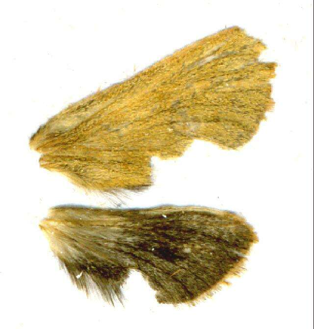 Image of <i>Phymatopus hectoides</i>