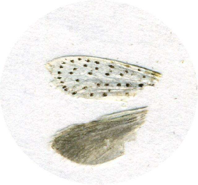 Image of Yponomeuta multipunctella Clemens 1860