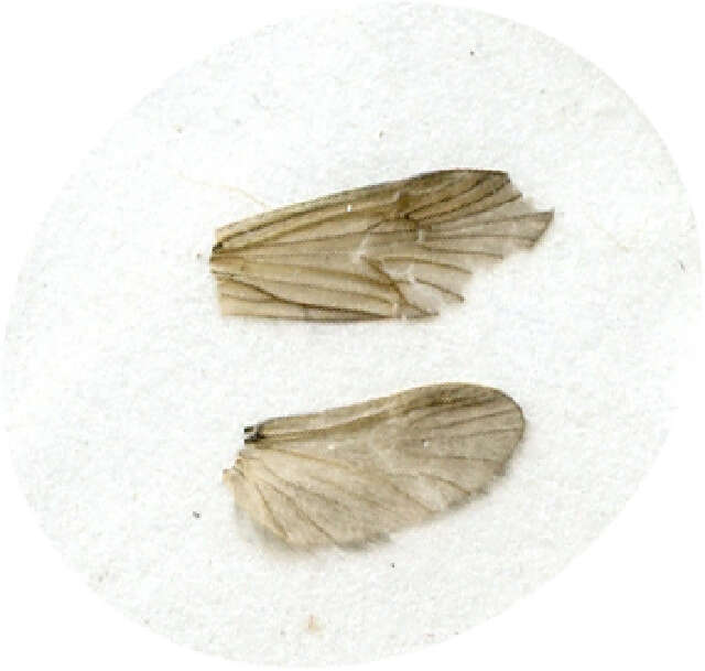 Image of caddisflies