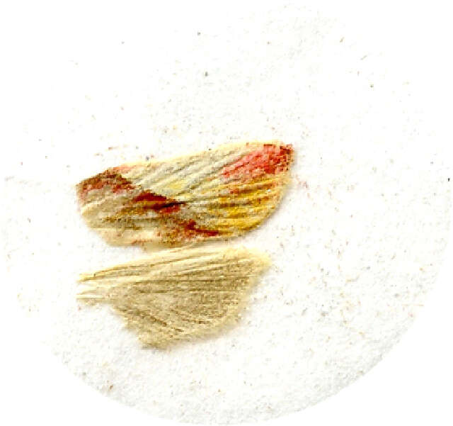 Image of Aeolanthes semiostrina Meyrick 1935