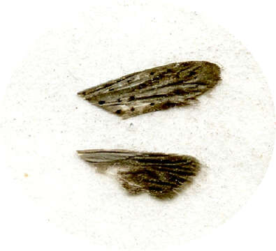 Image of <i>Yponomeuta montanatus</i>