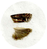 Sivun <i>Gravitarmata margarotana</i> kuva