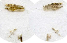 Image of Gondwanaland moths