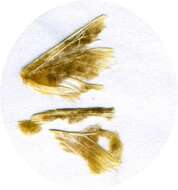 Image of Megalopyge opercularis bissesa