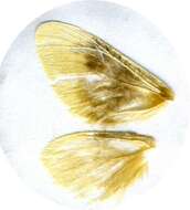 Image of Megalopyge opercularis bissesa