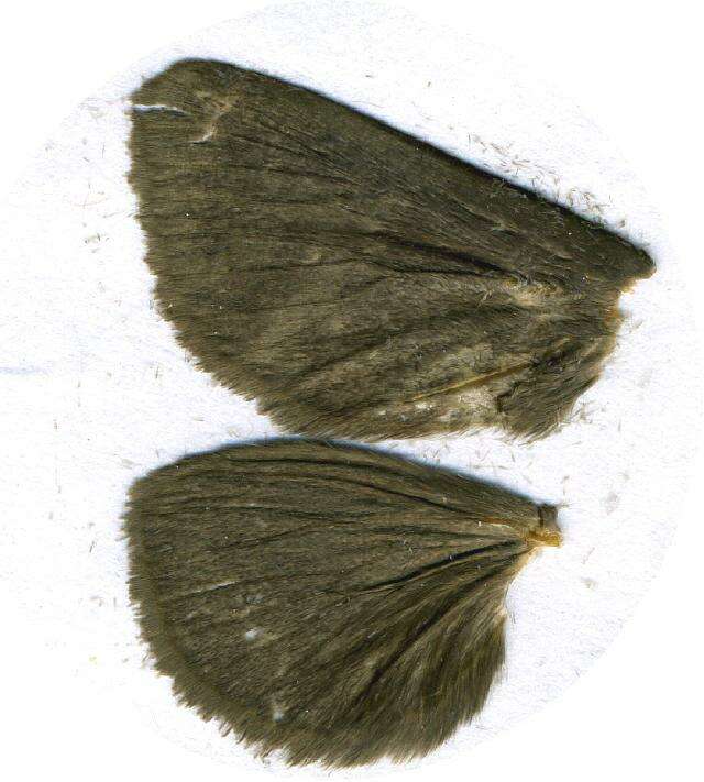 Image of Perola murina Walker 1855