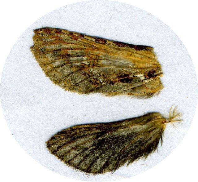 Image of <i>Phymatopus californicus</i>