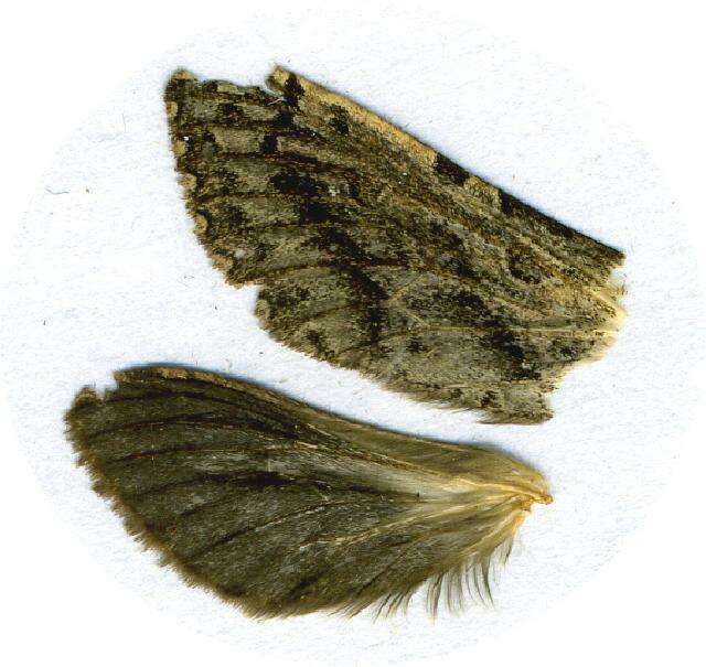 Image of <i>Phymatopus californicus</i>